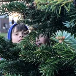 Rathcon Christmas Tree Farm logo