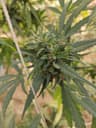 Buds beyond THC leaf
