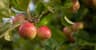 Highbank Orchards