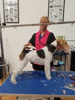 Fairy Dog Mother logo