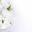 Shaws Funeral Directors