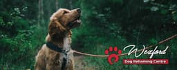 Petsfirst logo