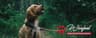 Petsfirst