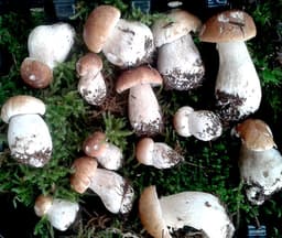 Ballyhoura Mountain Mushrooms logo