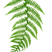 Fern Therapies logo