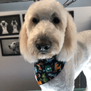 Pooched Professional Dog Grooming