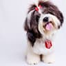Michael Shiels Academy @ Bark N Beauty Spa Dog Grooming School