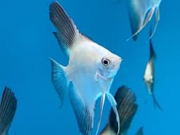 Rainforest Fish logo