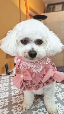 Bubbles & Barks logo