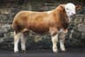 Kilbride Farm Simmentals