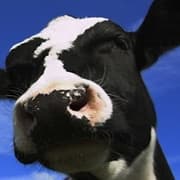 CollinsAgri Dairy Solutions logo