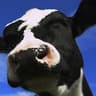 CollinsAgri Dairy Solutions