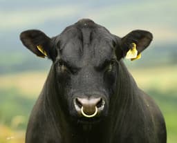 Irish Aberdeen Angus Association logo
