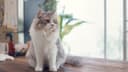 Abbeyville Veterinary Hospital - Togher
