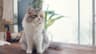 Abbeyville Veterinary Hospital - Togher