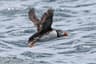 Saltee Sea Safaris