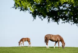 Irish National Stud & Gardens logo