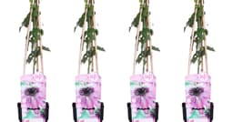 PlantGift logo