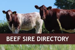 Irish Shorthorn Society Limited logo