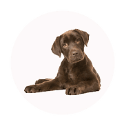Deluxe Mutz dog grooming logo