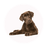Deluxe Mutz dog grooming