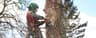 Scanlon Tree Services
