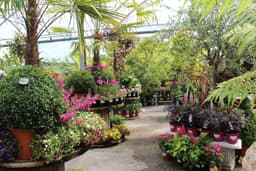 Doyle's Nursery & Garden Centre logo