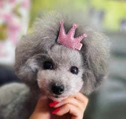 Seana Canine Stylist logo