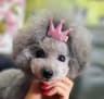 Seana Canine Stylist