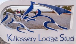 Killossery Lodge Stud logo