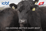 ICBF & Sheep Ireland