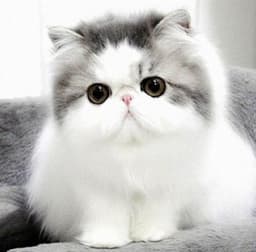The Cosy Cattery logo