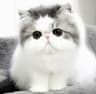The Cosy Cattery
