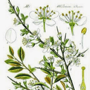 Les Fleurs Artisan Florist
