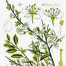 Les Fleurs Artisan Florist