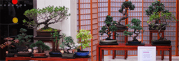 The Bonsai Shop logo