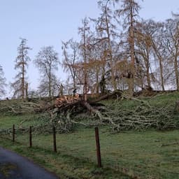 Doran Tree Services logo