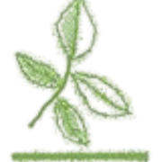 Elmwood Medical Practice Frankfield logo