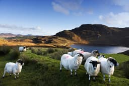 Donegal Tour Guide, Private Tours of Ireland logo