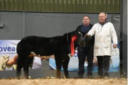Irish Limousin Cattle Society, Kilglass, Mitchelstown, Co. Cork logo
