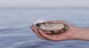 Cooley Oysters Ltd.