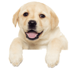 Orchard Veterinary Centre logo