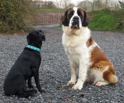 Hollybarn Dog Training Puppy Training, Behaviour and Home from Home Boarding Ireland logo