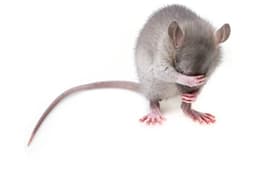 Antipest Solutions logo