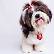 Michael Shiels Academy @ Bark N Beauty Spa Dog Grooming School logo