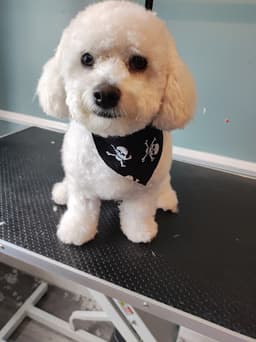 What the pup, Dog grooming- Carrick on Suir logo