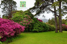Millview Nursery logo