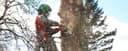 Scanlon Tree Services