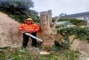 Cork Tree Surgeons