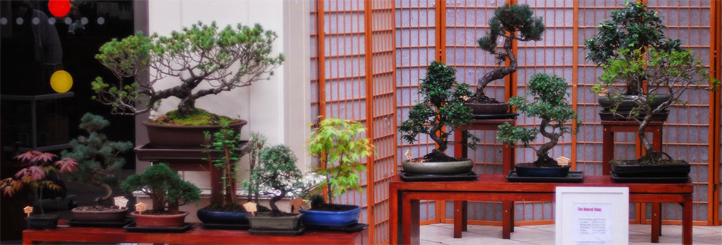 The Bonsai Shop